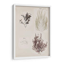 Collage De Coral Iv - Vision Studio | Cuadro decorativo de Canvas Lab