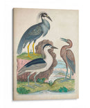 Antigua Garza Y ​​Aves Acuáticas I | Cuadro decorativo de Canvas Lab