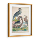 Antigua Garza Y ​​Aves Acuáticas I | Cuadro decorativo de Canvas Lab