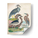 Antigua Garza Y ​​Aves Acuáticas I | Cuadro decorativo de Canvas Lab