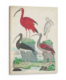 Antigua Garza Y ​​Aves Acuáticas Ii | Cuadro decorativo de Canvas Lab