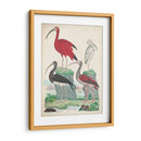 Antigua Garza Y ​​Aves Acuáticas Ii | Cuadro decorativo de Canvas Lab