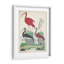 Antigua Garza Y ​​Aves Acuáticas Ii | Cuadro decorativo de Canvas Lab