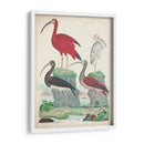 Antigua Garza Y ​​Aves Acuáticas Ii | Cuadro decorativo de Canvas Lab