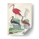 Antigua Garza Y ​​Aves Acuáticas Ii | Cuadro decorativo de Canvas Lab