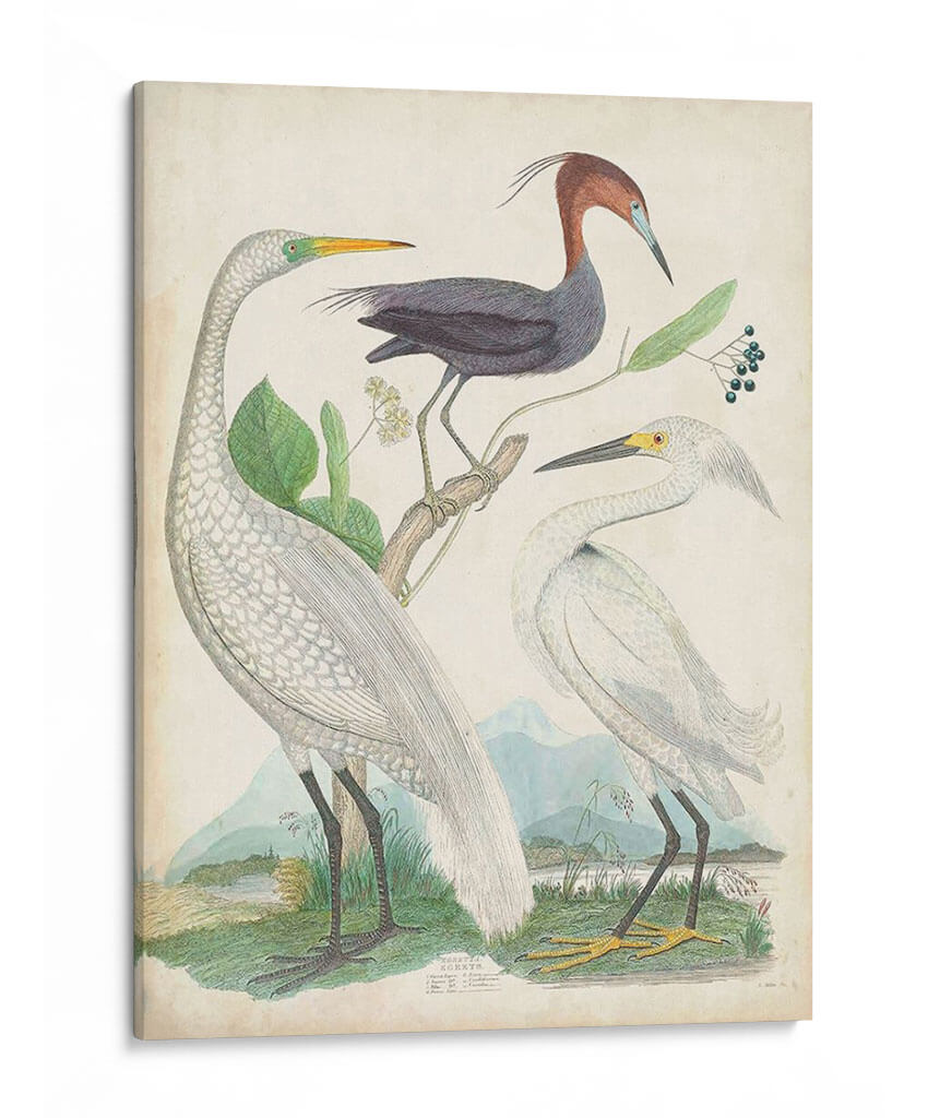 Antigua Garza Y ​​Aves Acuáticas Iii | Cuadro decorativo de Canvas Lab