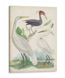 Antigua Garza Y ​​Aves Acuáticas Iii | Cuadro decorativo de Canvas Lab