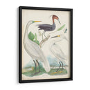 Antigua Garza Y ​​Aves Acuáticas Iii | Cuadro decorativo de Canvas Lab