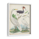 Antigua Garza Y ​​Aves Acuáticas Iii | Cuadro decorativo de Canvas Lab