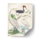 Antigua Garza Y ​​Aves Acuáticas Iii | Cuadro decorativo de Canvas Lab