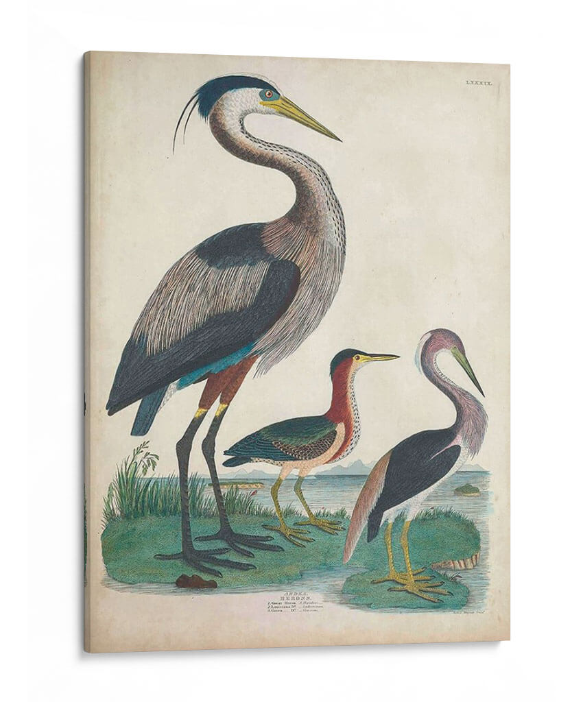 Antigua Garza Y ​​Aves Acuáticas Iv | Cuadro decorativo de Canvas Lab