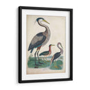 Antigua Garza Y ​​Aves Acuáticas Iv | Cuadro decorativo de Canvas Lab