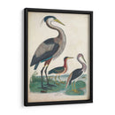 Antigua Garza Y ​​Aves Acuáticas Iv | Cuadro decorativo de Canvas Lab