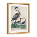 Antigua Garza Y ​​Aves Acuáticas Iv | Cuadro decorativo de Canvas Lab