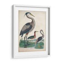 Antigua Garza Y ​​Aves Acuáticas Iv | Cuadro decorativo de Canvas Lab