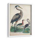 Antigua Garza Y ​​Aves Acuáticas Iv | Cuadro decorativo de Canvas Lab