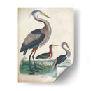 Antigua Garza Y ​​Aves Acuáticas Iv | Cuadro decorativo de Canvas Lab