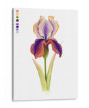 Arco Iris Iris I - Grace Popp | Cuadro decorativo de Canvas Lab