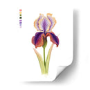 Arco Iris Iris I - Grace Popp | Cuadro decorativo de Canvas Lab