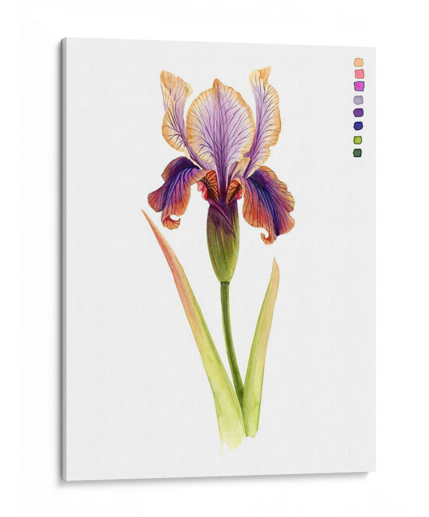 Arco Iris Iris Ii - Grace Popp | Cuadro decorativo de Canvas Lab