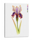 Arco Iris Iris Ii - Grace Popp | Cuadro decorativo de Canvas Lab