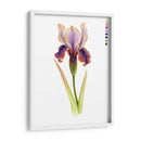 Arco Iris Iris Ii - Grace Popp | Cuadro decorativo de Canvas Lab
