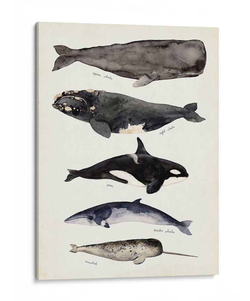 Gráfico De Ballenas I - Susan Savory | Cuadro decorativo de Canvas Lab