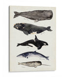 Gráfico De Ballenas I - Susan Savory | Cuadro decorativo de Canvas Lab