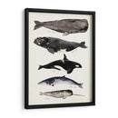 Gráfico De Ballenas I - Susan Savory | Cuadro decorativo de Canvas Lab