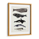 Gráfico De Ballenas I - Susan Savory | Cuadro decorativo de Canvas Lab