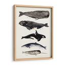 Gráfico De Ballenas I - Susan Savory | Cuadro decorativo de Canvas Lab