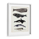 Gráfico De Ballenas I - Susan Savory | Cuadro decorativo de Canvas Lab