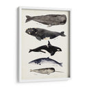 Gráfico De Ballenas I - Susan Savory | Cuadro decorativo de Canvas Lab