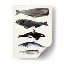 Gráfico De Ballenas I - Susan Savory | Cuadro decorativo de Canvas Lab