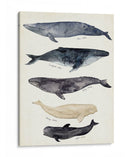 Gráfico De Ballenas Ii - Susan Savory | Cuadro decorativo de Canvas Lab