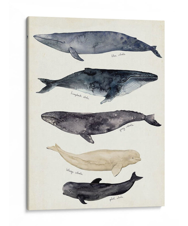 Gráfico De Ballenas Ii - Susan Savory | Cuadro decorativo de Canvas Lab