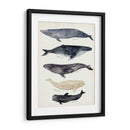 Gráfico De Ballenas Ii - Susan Savory | Cuadro decorativo de Canvas Lab