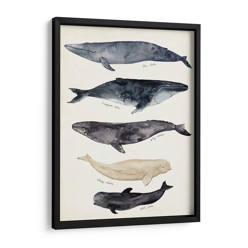 Gráfico De Ballenas Ii - Susan Savory | Cuadro decorativo de Canvas Lab