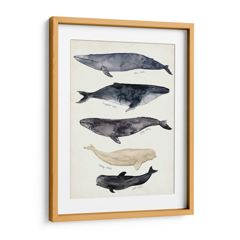 Gráfico De Ballenas Ii - Susan Savory | Cuadro decorativo de Canvas Lab