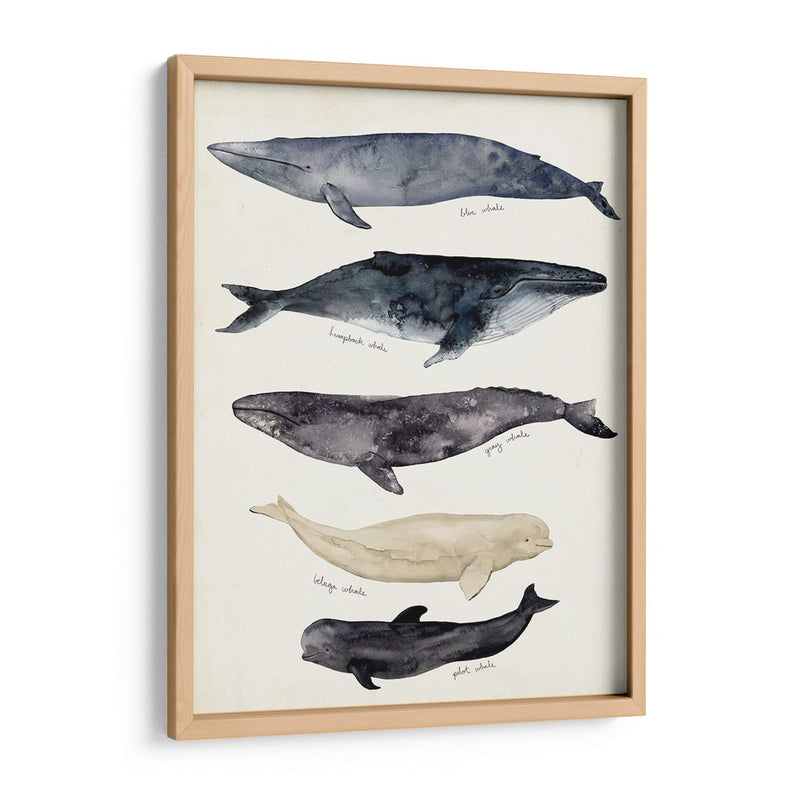 Gráfico De Ballenas Ii - Susan Savory | Cuadro decorativo de Canvas Lab