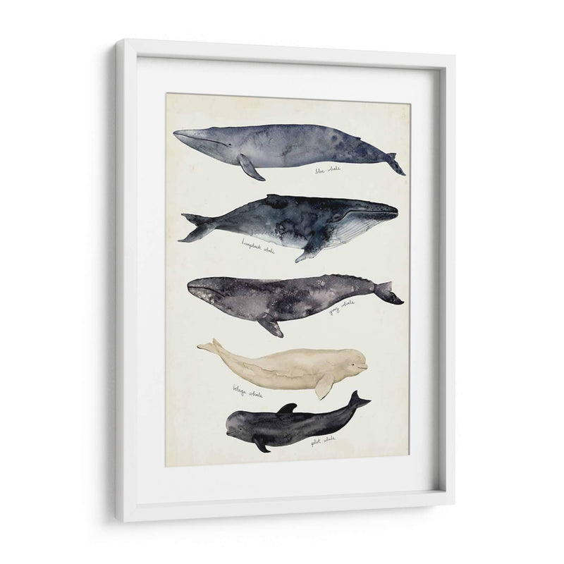 Gráfico De Ballenas Ii - Susan Savory | Cuadro decorativo de Canvas Lab