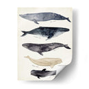Gráfico De Ballenas Ii - Susan Savory | Cuadro decorativo de Canvas Lab