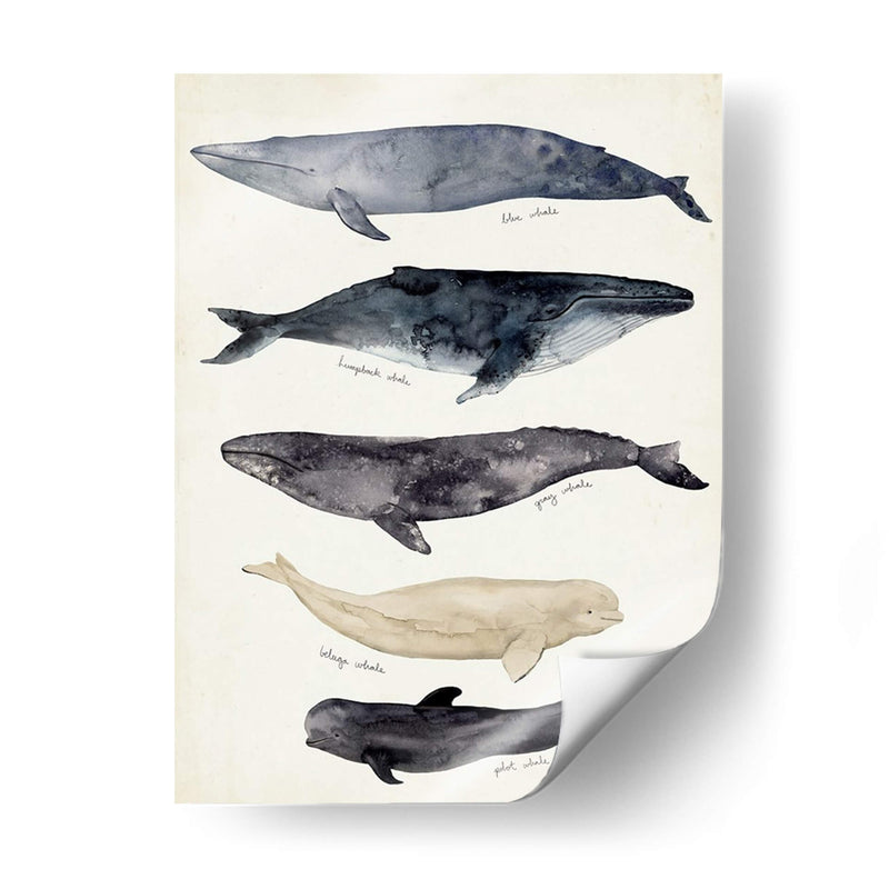 Gráfico De Ballenas Ii - Susan Savory | Cuadro decorativo de Canvas Lab