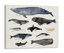 Gráfico De Ballenas Iii - Susan Savory | Cuadro decorativo de Canvas Lab