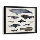 Gráfico De Ballenas Iii - Susan Savory | Cuadro decorativo de Canvas Lab