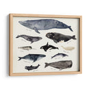 Gráfico De Ballenas Iii - Susan Savory | Cuadro decorativo de Canvas Lab