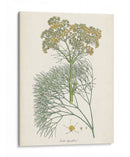 Azafrán Botanicals Iii | Cuadro decorativo de Canvas Lab