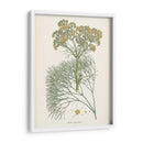 Azafrán Botanicals Iii | Cuadro decorativo de Canvas Lab