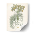 Azafrán Botanicals Iii | Cuadro decorativo de Canvas Lab