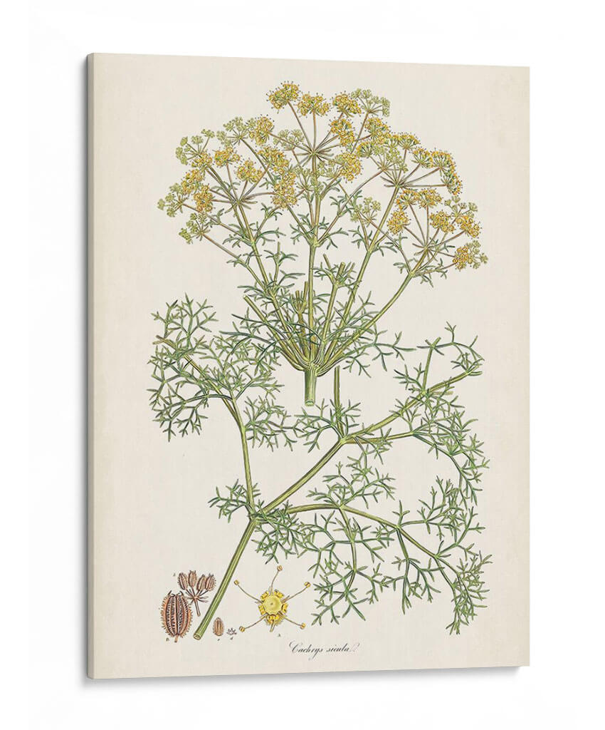 Saffron Botanicals Iv | Cuadro decorativo de Canvas Lab